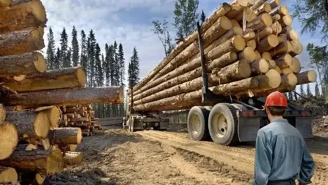 Technology key to furthering forest safety