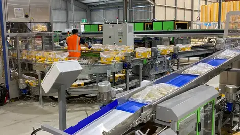 High tech operation attracts graduates to the packing shed